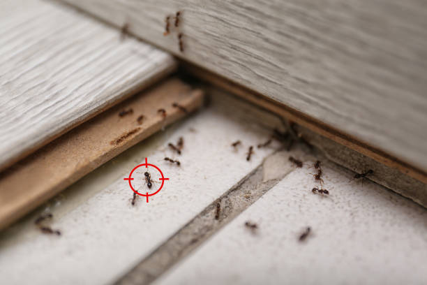 Pest Control Cost in North Tonawanda, NY