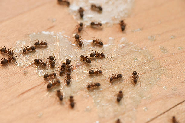  North Tonawanda, NY Pest Control Pros